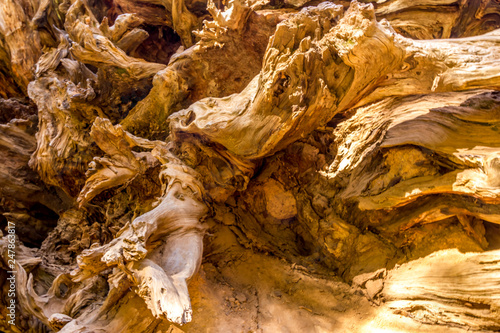 Sequoia tree root