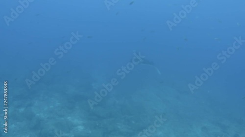 Wallpaper Mural Mantas at the sea of Cortés Torontodigital.ca