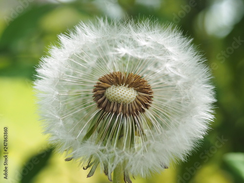 Pusteblume