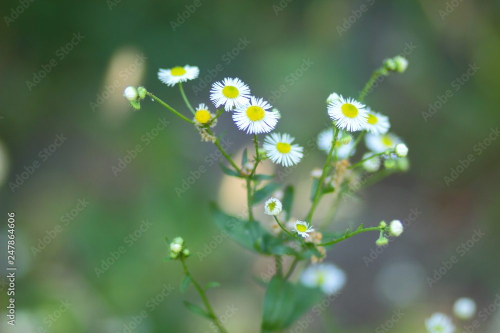 Small white flowers in the field. White daisies on blurred background. Spring white flowers Small white flowers in the field. White daisies on blurred background. Spring white flowers