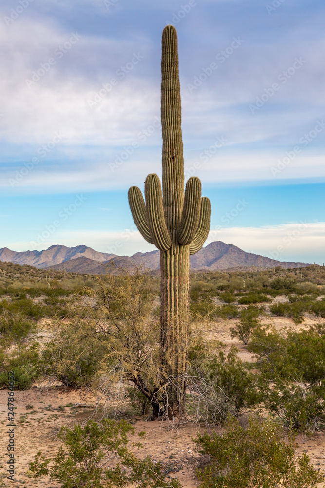 A saguaro cactus growing in the Arizona desert A saguaro cactus growing in the Arizona desert