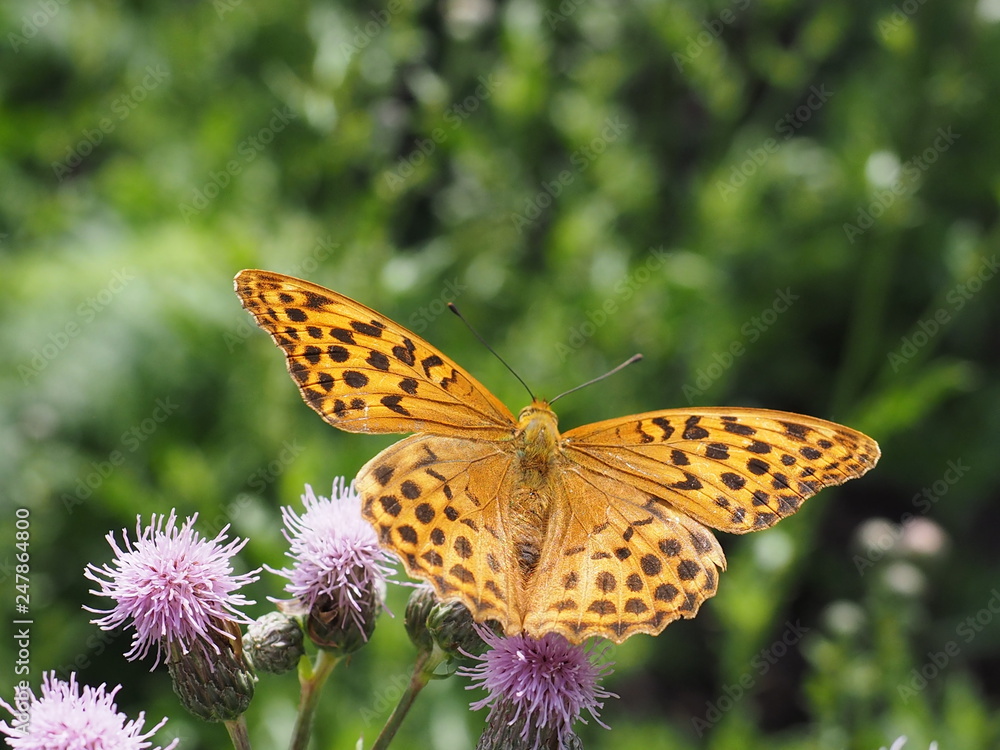 Orangener Schmetterling