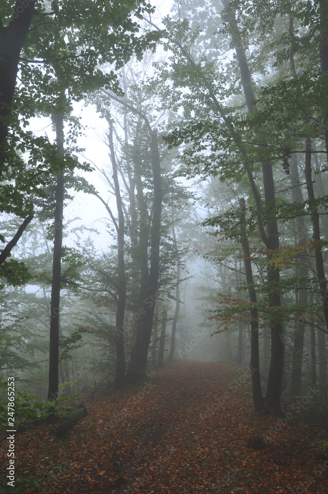 Mysterious dark autumn forest in green fog with road, trees and branches