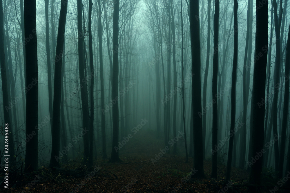 Fototapeta premium Mysterious dark autumn forest in green fog with road, trees and branches