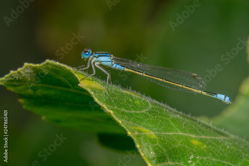 Full body shot Blue damselfly with a yellow tail is sitting on a green leaf with shiny eyes and it's head tilted to the camera. Far away shot to cover whole body of damself fly © Saurav