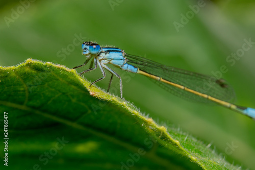 Full body shot Blue damselfly with a yellow tail is sitting on a green leaf with shiny eyes and it's head tilted to the camera