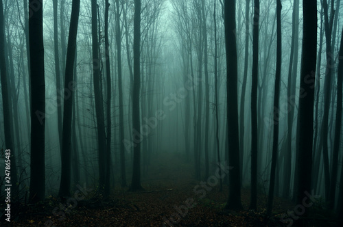 Mysterious dark autumn forest in green fog with road  trees and branches