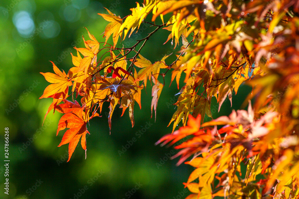 Foglie di acero rosso