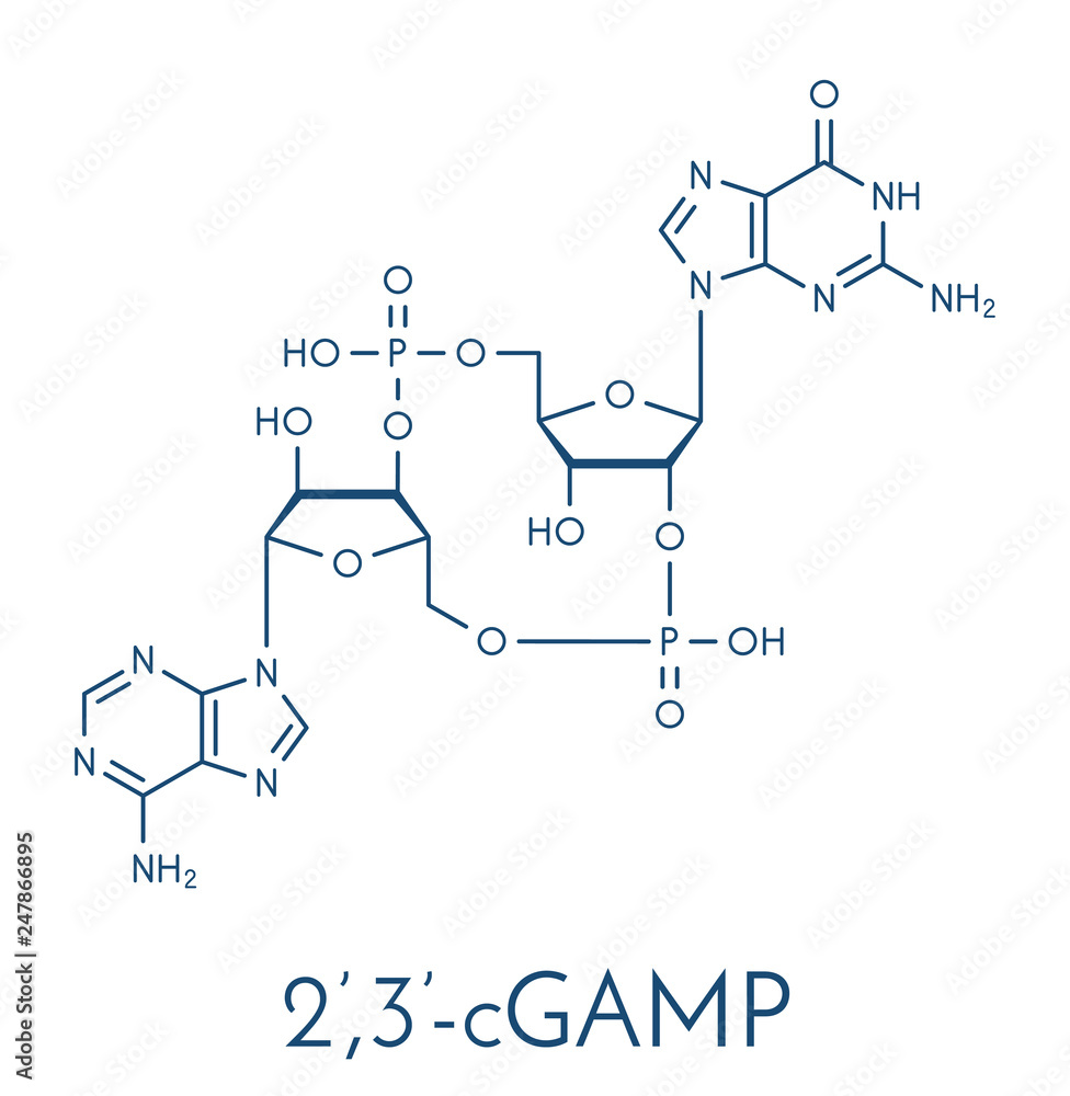 Fototapeta premium Cyclic guanosine monophosphate–adenosine monophosphate (2',3'-cGAMP) molecule. Skeletal formula.