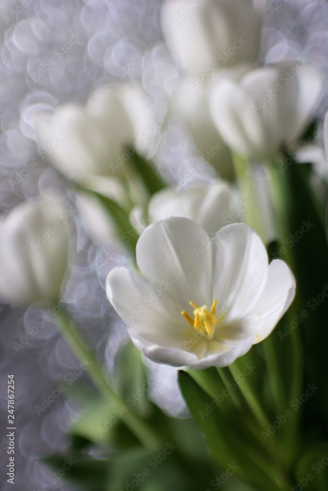Bouquet of white tulips, wedding flowers, freshness, bokeh