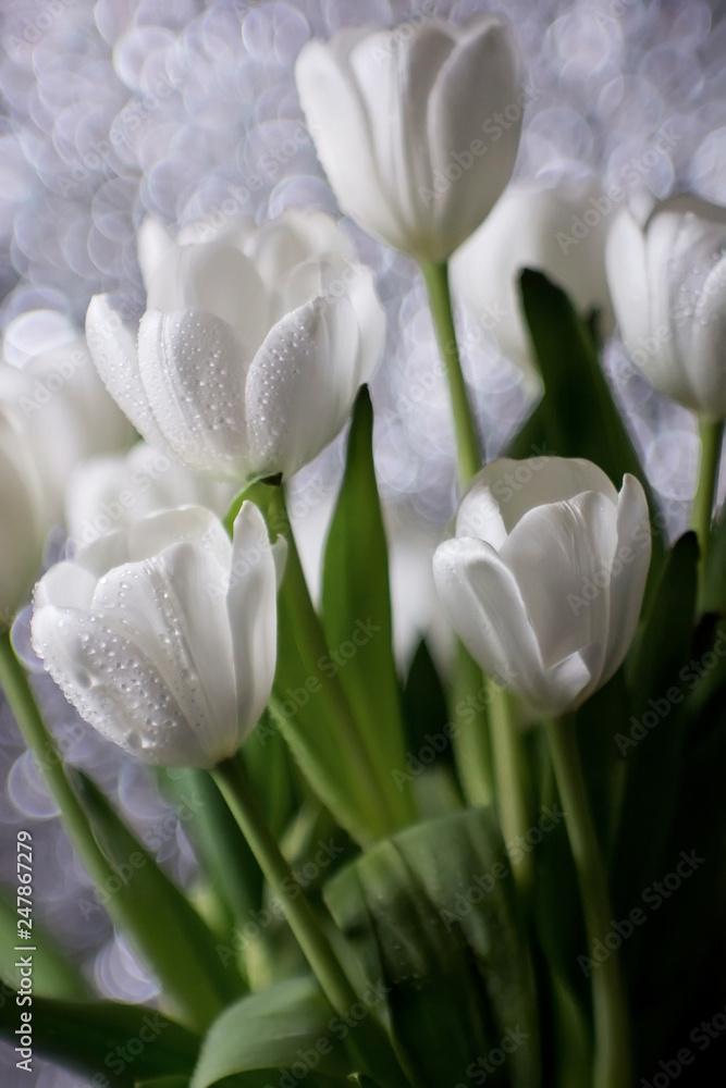 Fototapeta premium Bouquet of white tulips in water drops, wedding flowers, freshness, bokeh