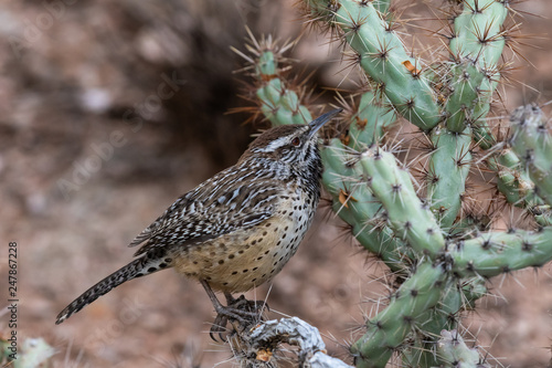 Desert Wren (campylorhunchus brunneciapillus) perched on a cholla cactus in Arizona's Sonoran desert. 