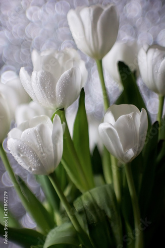 Bouquet of white tulips in water drops, wedding flowers, freshness, bokeh