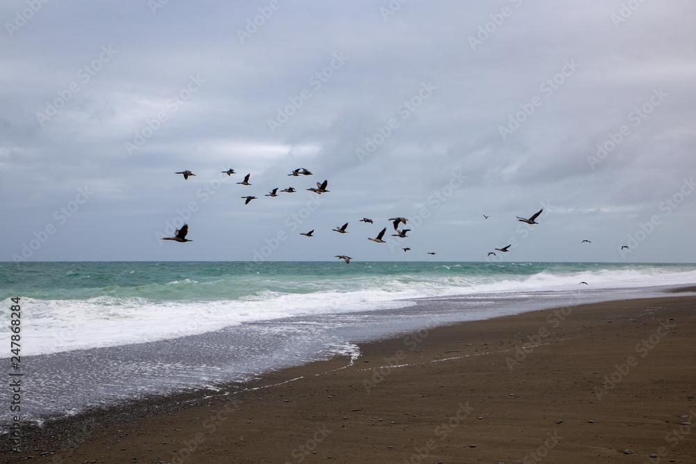 A group of spotted shags fly along the coastline in the evening at Birdlings Flat, New Zealand