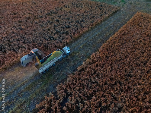 Sorghum harvest, in La Pampa, Argentina © foto4440