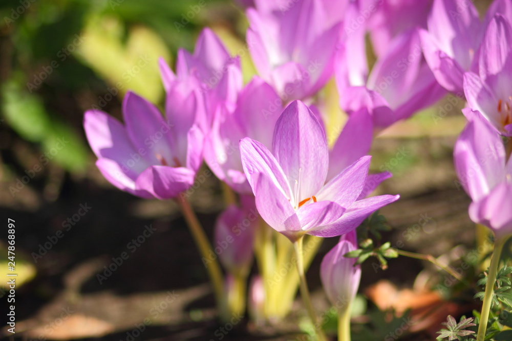 Spring crocus blooms in the garden. Purple flowers in the sun. Many spring crocus flowers in the park