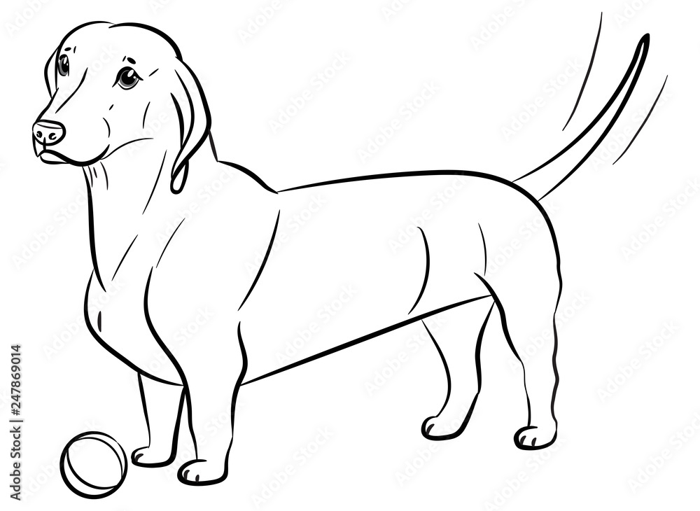 Dog. Dachshund. Realistically Hand-drawn Dachshund. Black outline. Transparent background. Vector illustration. White isolated. Print