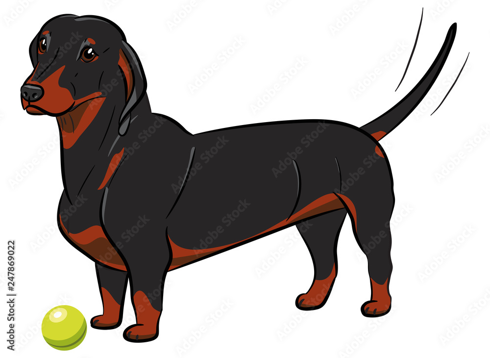 Dog. Black dachshund with a ball. Hand-drawn Dog. Realistically Painted Dachshund. Transparence. Vector illustration. White isolated.