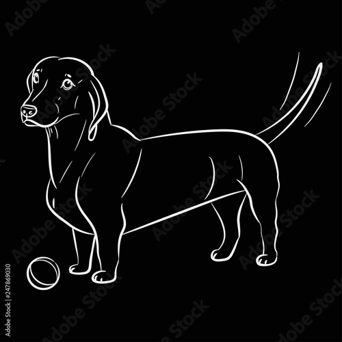 Dog. Dachshund. Realistically Hand-drawn Dachshund. White outline. Transparent background. Vector illustration. Black background. Print