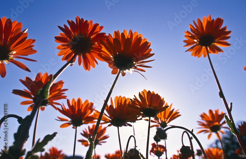 blooming desert in spring of namaqualand, south africa  photo