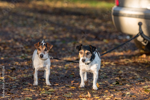 Photography Two little Jack Russell Terrier dogs are tied to a car waiting for their owner