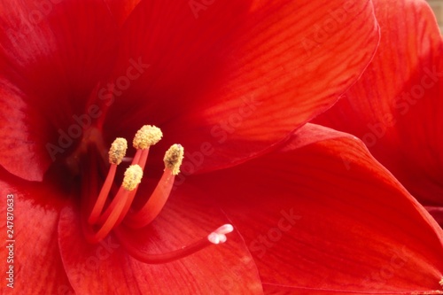 Amaryllis