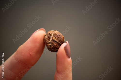 Female fingers hold a spoiled nut with a caterpillar