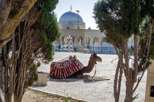 A camel sittting near Cemetery Sidi Mezri in Monastir, Tunisia