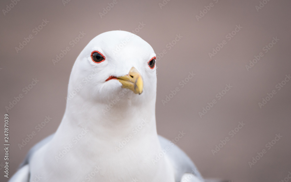 A common gull, closeup of the head A common gull, closeup of the head