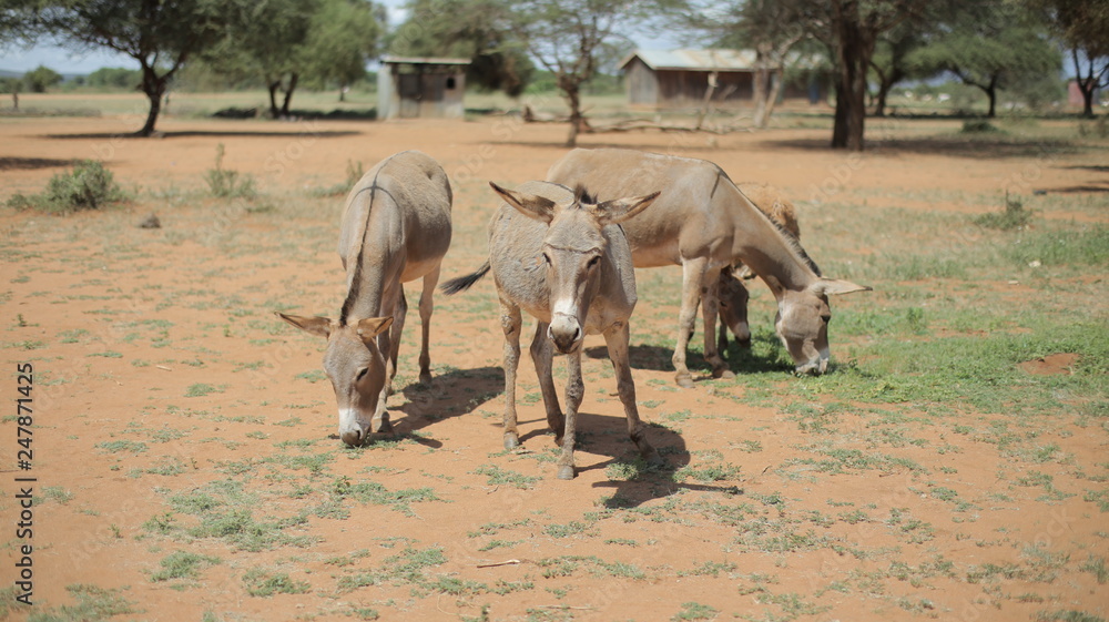Fototapeta premium Four donkeys grazing on a field in Africa in sunny summer day, eating grass.