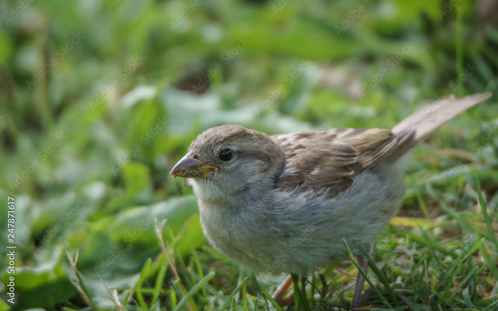 A female house sparrow (Passer domesticus) on grass A female house sparrow (Passer domesticus) on grass