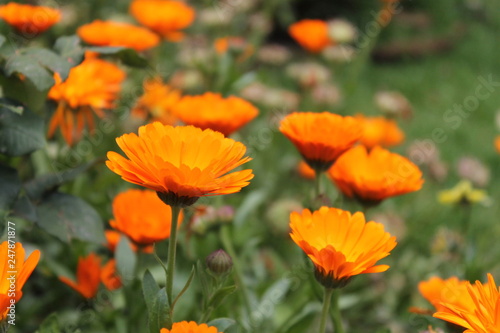 Orange flowers in spring