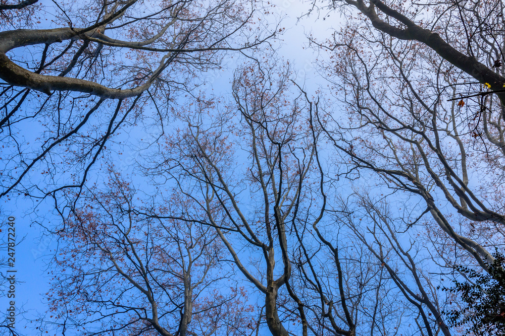 Trees silhouettes in the park (looking up to the sky). Trees silhouettes in the park (looking up to the sky).