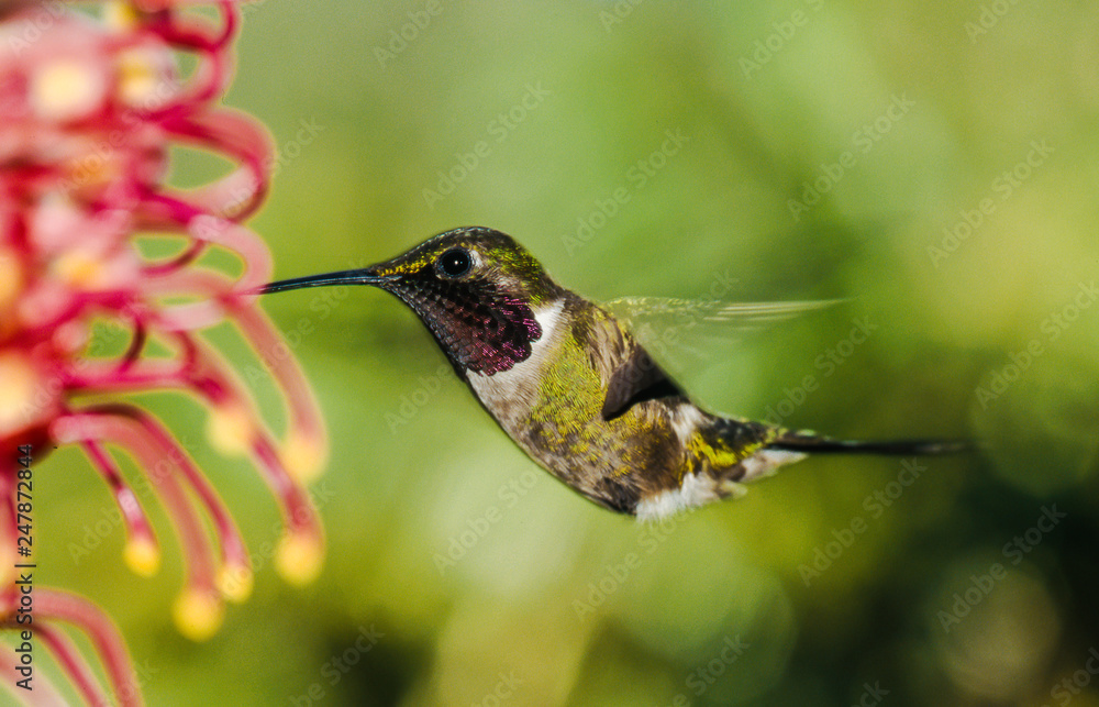 Fototapeta premium amethyst woodstar feeding on a flower