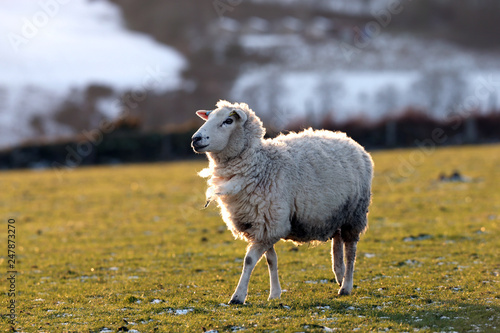 Lone sheep walking in a field in winter