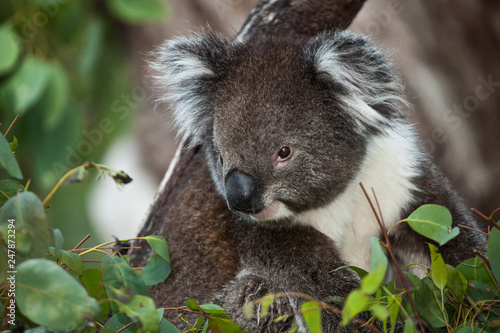 Fototapeta Naklejka Na Ścianę i Meble -  Koala bear in eucalyptus tree, portrait 