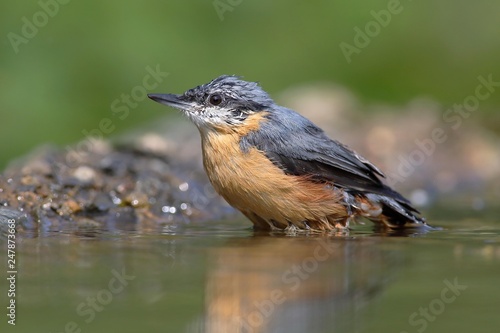 Eurasian nuthatch (Sitta europaea), adult, sits in bird bath, Siegerland, North Rhine-Westphalia, Germany, Europe photo