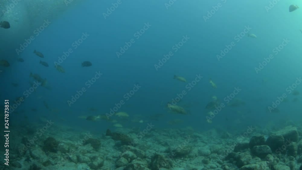 Reef fishes from the sea of cortez, mexico Reef fishes from the sea of cortez, mexico