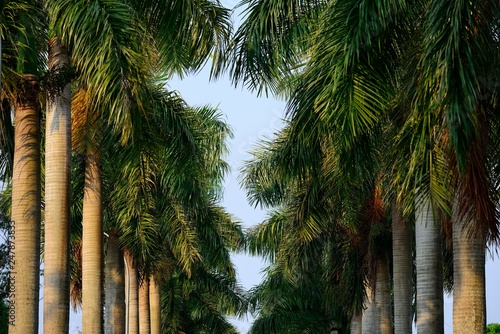 Avenue with Royal palms (Roystonea regia), Hernandarias, Alto Parana, Paraguay, South America photo