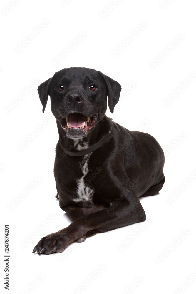 Fototapeta czarny pies