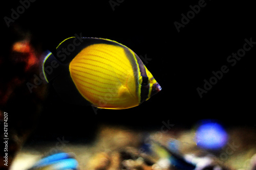 Canvastavla The Arabian Butterfly fish - (Chaetodon melapterus)