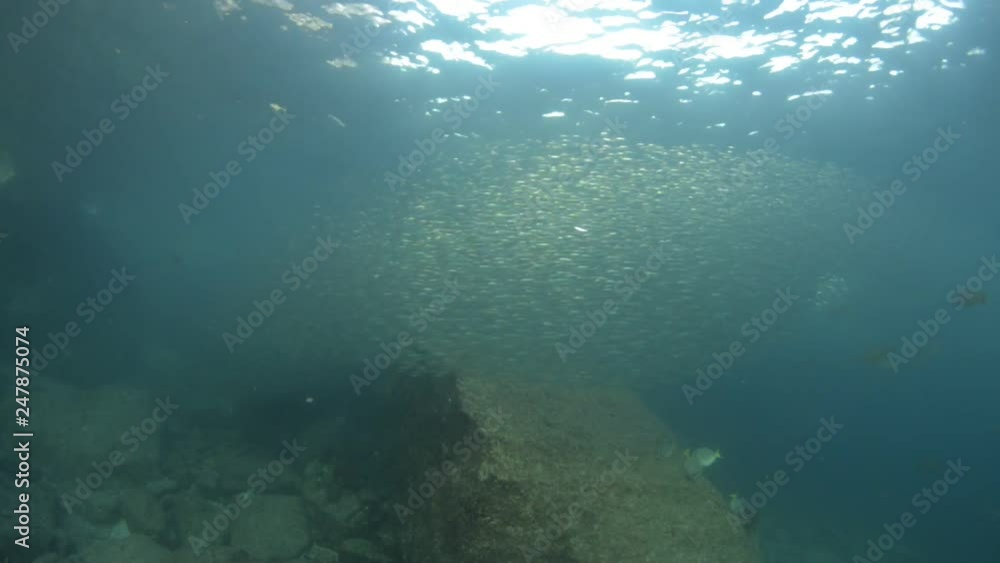 School of flatiron herring, islands of the Sea of Cortez, Mexico. School of flatiron herring, islands of the Sea of Cortez, Mexico.