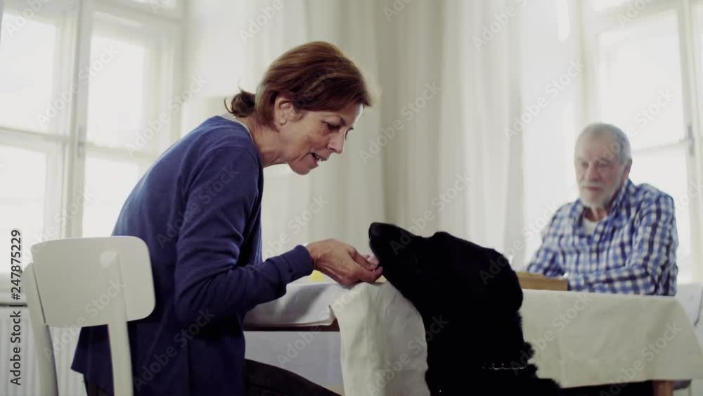 A senior couple sitting at the table at home feeding pet dog when having breakfast. A senior couple sitting at the table at home feeding pet dog when having breakfast.