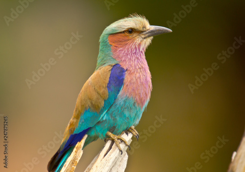 lilacbrested roller sitting on branch, close