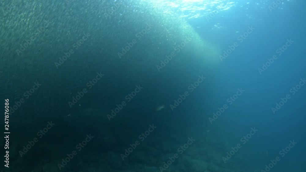 School of flatiron herring, islands of the Sea of Cortez, Mexico. School of flatiron herring, islands of the Sea of Cortez, Mexico.