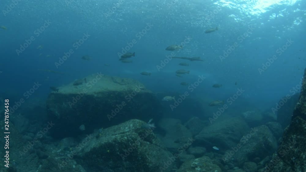 Reef fishes from the sea of cortez, mexico Reef fishes from the sea of cortez, mexico