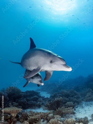 Bottlenose dolphins (Tursiops truncatus), dam with calf, swimming in shallow water over coral reef in sunshine, Red Sea, Egypt, Africa photo