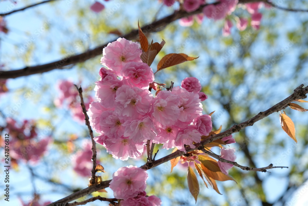 Fototapeta premium Cherry Blossoms in Garmisch, Bavaria, Germany
