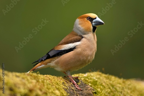 Hawfinches (Coccothraustes coccothraustes), male, Kiskunsag National Park, Hungary, Europe photo