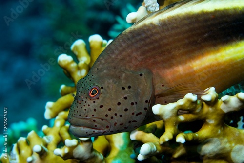 Black-sided hawkfish (Paracirrhites forsteri) in Coral, To Hal Hal Hal Reef, Safaga, Red Sea, Egypt, Africa photo